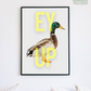 EY UP Duck